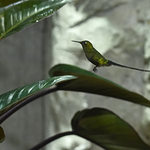 Green-tailed Trainbearer Lesbia nuna