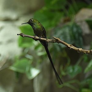 Green-tailed Trainbearer Lesbia nuna