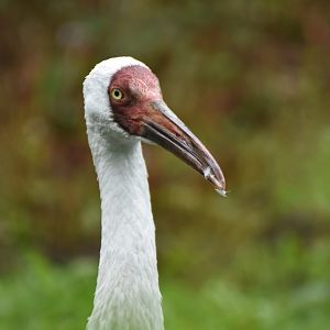 Siberian Crane Leucogeranus leucogeranus