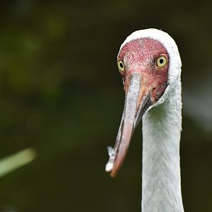Siberian Crane Leucogeranus leucogeranus