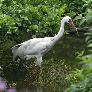 Siberian Crane Leucogeranus leucogeranus