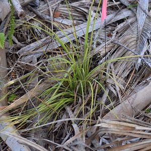 Bermuda Sedge (Carex bermudiana)
