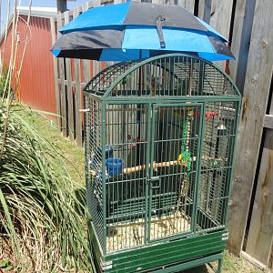 Eclectus Parrot Exhibit