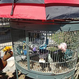 African Grey Parrot Exhibit