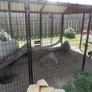 Patagonian Cavy Exhibit