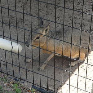 Patagonian Cavy