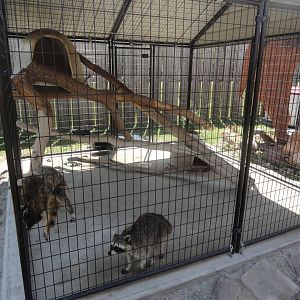 North American Raccoon Exhibit