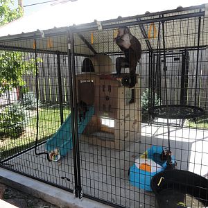Black Cap Capuchin Exhibit
