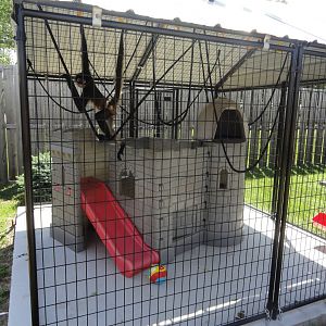 Black Handed Spider Monkey Exhibit
