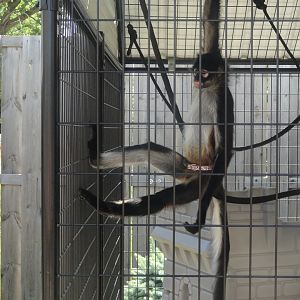 Black Handed Spider Monkey