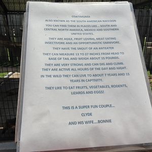 Pete's Safari - Example Signage - Ring Tailed Coati