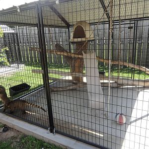 Ring Tailed Coati Exhibit