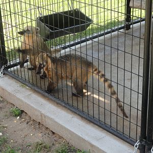 Ring Tailed Coati