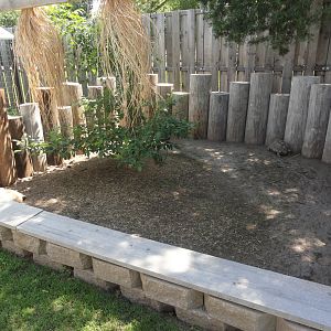 African Spurred Tortoise Exhibit