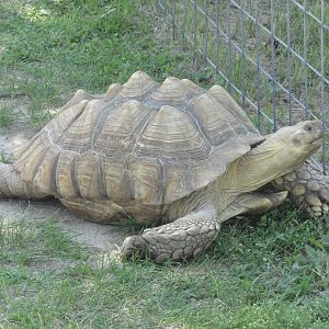 African Spurred Tortoise