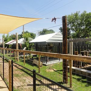 Pete's Safari - Row of exhibits