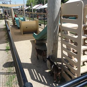 Domestic Goat Exhibit