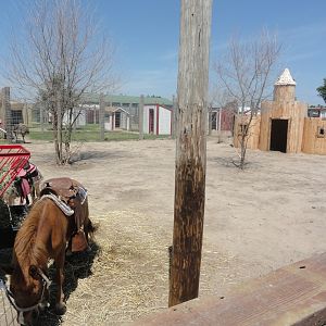 Domestic Pony Exhibit