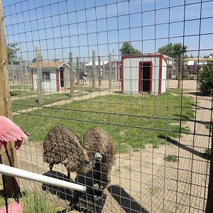 Emu Exhibit