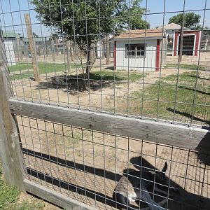 Red Kangaroo Exhibit