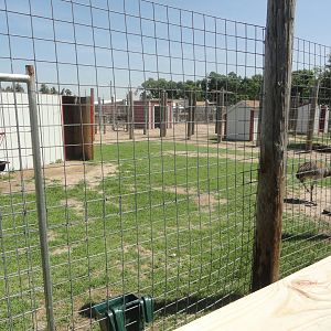 Greater Rhea Exhibit