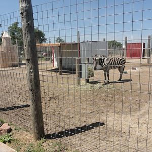 Plains Zebra Exhibit
