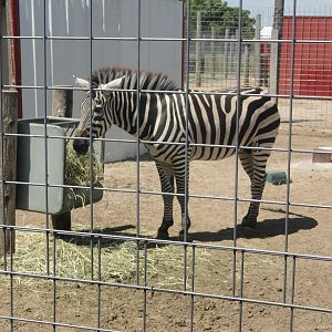 Plains Zebra