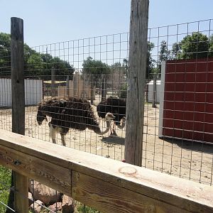 Common Ostrich Exhibit
