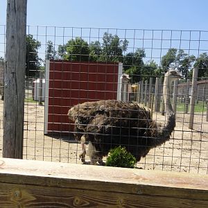 Common Ostrich