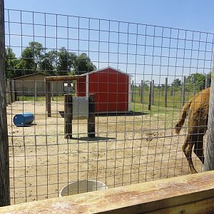 Dromedary Camel Exhibit