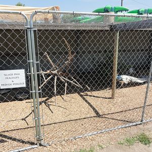 Bronze and Silver Pied Peacock Exhibit