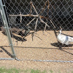 Bronze and Silver Pied Peacock