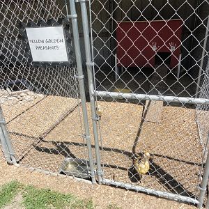 Yellow Golden Pheasant Exhibit