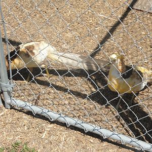 Yellow Golden Pheasant