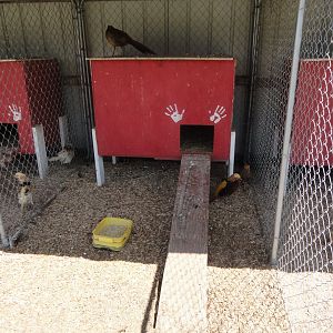 Red Golden Pheasant Exhibit