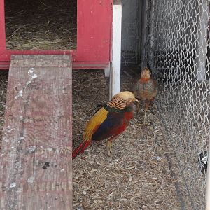Red Golden Pheasant