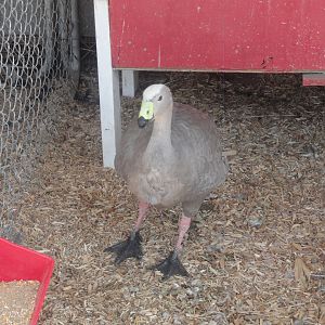 Cape Barren Goose