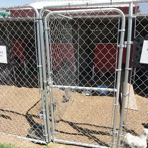 White and Blue Silkie Chicken Exhibits