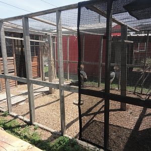 Grey Crowned Crane Exhibit