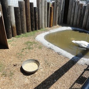 Trumpeter Swan Exhibit