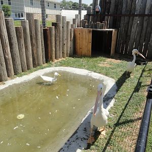 American White Pelican Exhibit