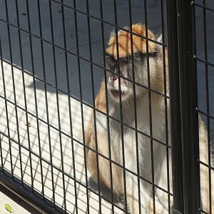 Patas Monkey
