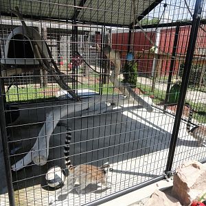 Ring Tailed Lemur Exhibit