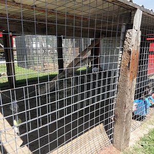 Red Necked Wallaby Exhibit