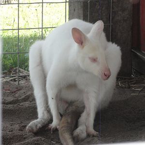 Albino Red Necked Wallaby