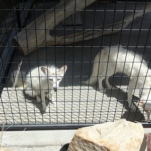 Arctic Fox