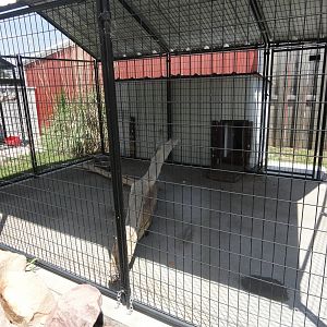 African Crested Porcupine Exhibit