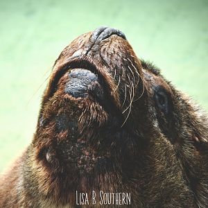 male Patagonian sea lion