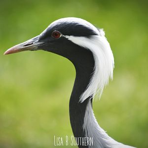 Demoiselle crane