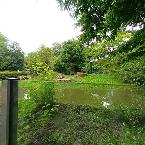 African Lion Enclosure
